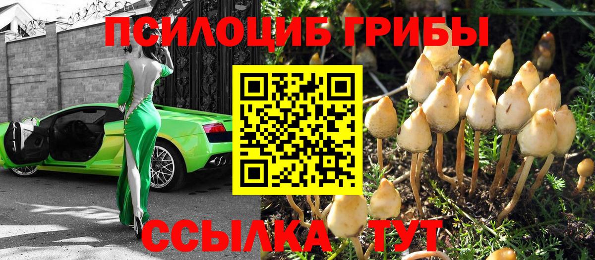 продажа наркотиков  Вход с VPN  Псилоцибиновые грибы мицелий  Волгодонск  Псилоцибиновые грибы Magic Shrooms 
